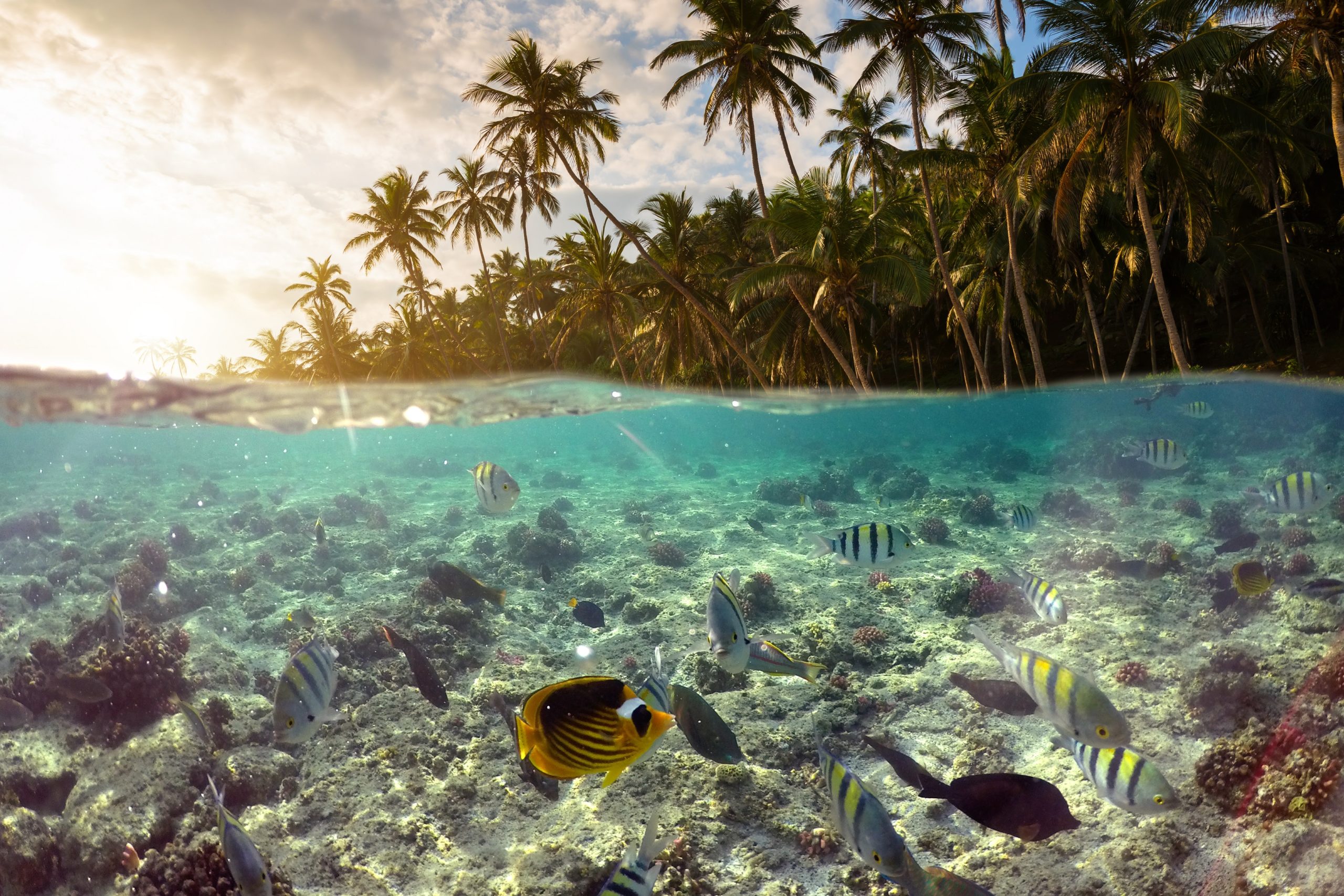 Underwater Scene With Reef And Tropical Fish. Snorkeling in the tropical sea